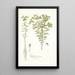 Euphorbia literata - Nikolaus Joseph Freiherr von Jacquin — framed artwork on a wall