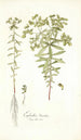Euphorbia literata - Nikolaus Joseph Freiherr von Jacquin — artwork view
