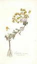 Euphorbia nicaeensis - Nikolaus Joseph Freiherr von Jacquin — artwork view