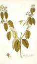 Euphorbia nudiflora - Nikolaus Joseph Freiherr von Jacquin — artwork view