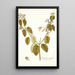Euphorbia nudiflora - Nikolaus Joseph Freiherr von Jacquin — framed artwork on a wall