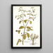 Euphorbia picta - Nikolaus Joseph Freiherr von Jacquin — framed artwork on a wall