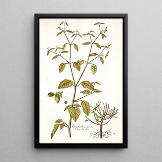 Nikolaus Joseph Freiherr von Jacquin - Euphorbia picta.webp