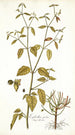 Euphorbia picta - Nikolaus Joseph Freiherr von Jacquin — artwork view