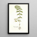 Euphorbia pilulifera - Nikolaus Joseph Freiherr von Jacquin — framed artwork on a wall