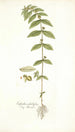 Euphorbia pilulifera - Nikolaus Joseph Freiherr von Jacquin — artwork view