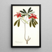 Euphorbia punicea - Nikolaus Joseph Freiherr von Jacquin — framed artwork on a wall