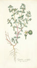 Euphorbia scordifolia - Nikolaus Joseph Freiherr von Jacquin — artwork view