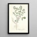 Euphorbia scordifolia - Nikolaus Joseph Freiherr von Jacquin — framed artwork on a wall
