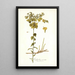 Euphorbia serrata - Nikolaus Joseph Freiherr von Jacquin — framed artwork on a wall
