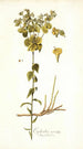 Euphorbia serrata - Nikolaus Joseph Freiherr von Jacquin — artwork view
