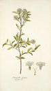 Fothergilla gardeni - Nikolaus Joseph Freiherr von Jacquin — artwork view