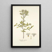 Fothergilla gardeni - Nikolaus Joseph Freiherr von Jacquin — framed artwork on a wall