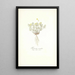 Fumaria acaulis - Nikolaus Joseph Freiherr von Jacquin — framed artwork on a wall