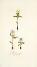 Galaxia ovata - Nikolaus Joseph Freiherr von Jacquin — artwork view