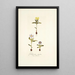 Galaxia ovata - Nikolaus Joseph Freiherr von Jacquin — framed artwork on a wall