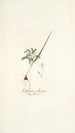 Galaxia plicata - Nikolaus Joseph Freiherr von Jacquin — artwork view
