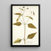 Galea aspera - Nikolaus Joseph Freiherr von Jacquin — framed artwork on a wall
