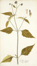 Galea aspera - Nikolaus Joseph Freiherr von Jacquin — artwork view