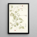 Galega capensis - Nikolaus Joseph Freiherr von Jacquin — framed artwork on a wall