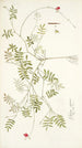 Galega capensis - Nikolaus Joseph Freiherr von Jacquin — artwork view