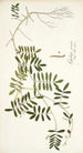 Galega cinerea - Nikolaus Joseph Freiherr von Jacquin — artwork view