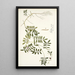 Galega cinerea - Nikolaus Joseph Freiherr von Jacquin — framed artwork on a wall