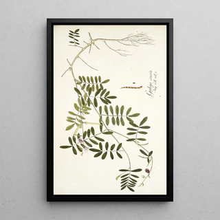 Nikolaus Joseph Freiherr von Jacquin - Galega cinerea.webp