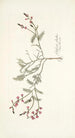 Galega dubia - Nikolaus Joseph Freiherr von Jacquin — artwork view