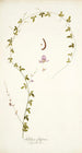 Galega filiformis - Nikolaus Joseph Freiherr von Jacquin — artwork view