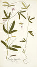 Galega longifolia - Nikolaus Joseph Freiherr von Jacquin — artwork view