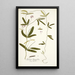Galega longifolia - Nikolaus Joseph Freiherr von Jacquin — framed artwork on a wall