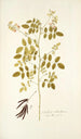 Galega ochroleuca - Nikolaus Joseph Freiherr von Jacquin — artwork view