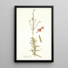 Gaura fruticosa - Nikolaus Joseph Freiherr von Jacquin — framed artwork on a wall