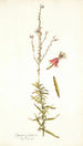 Gaura fruticosa - Nikolaus Joseph Freiherr von Jacquin — artwork view