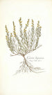 Genista hispanica - Nikolaus Joseph Freiherr von Jacquin — artwork view