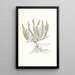 Genista hispanica - Nikolaus Joseph Freiherr von Jacquin — framed artwork on a wall