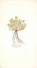 Genista sericea - Nikolaus Joseph Freiherr von Jacquin — artwork view