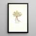 Genista sericea - Nikolaus Joseph Freiherr von Jacquin — framed artwork on a wall