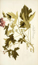 Geranium glutinosum - Nikolaus Joseph Freiherr von Jacquin — artwork view