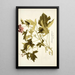 Geranium glutinosum - Nikolaus Joseph Freiherr von Jacquin — framed artwork on a wall