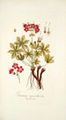 Geranium macrorrhizum - Nikolaus Joseph Freiherr von Jacquin — artwork view