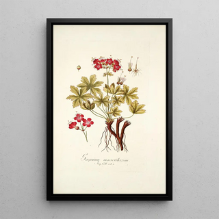 Nikolaus Joseph Freiherr von Jacquin - Geranium macrorrhizum.webp