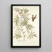 Geranium revolutum - Nikolaus Joseph Freiherr von Jacquin — framed artwork on a wall