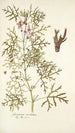 Geranium revolutum - Nikolaus Joseph Freiherr von Jacquin — artwork view