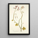 Geranium tetragonum - Nikolaus Joseph Freiherr von Jacquin — framed artwork on a wall