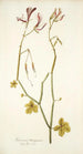 Geranium tetragonum - Nikolaus Joseph Freiherr von Jacquin — artwork view