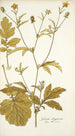 Geum aleppicum - Nikolaus Joseph Freiherr von Jacquin — artwork view