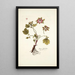 Geum hybridum - Nikolaus Joseph Freiherr von Jacquin — framed artwork on a wall