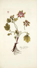 Geum hybridum - Nikolaus Joseph Freiherr von Jacquin — artwork view